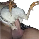 స్టికర్