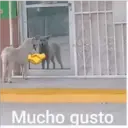 ස්ටිකර්