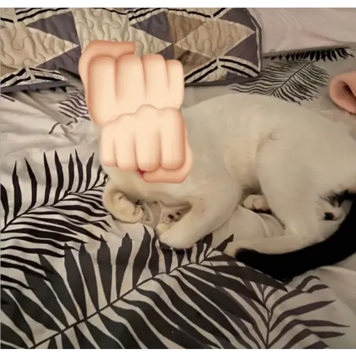 Կպչուն պիտակ