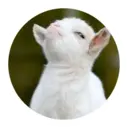 สติกเกอร์
