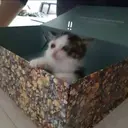 Figurinha