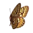 ස්ටිකර්