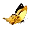 ස්ටිකර්