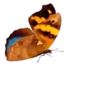 ස්ටිකර්