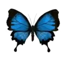 ස්ටිකර්