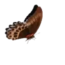 ස්ටිකර්