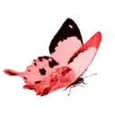 ස්ටිකර්