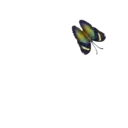 ස්ටිකර්