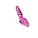 ස්ටිකර්