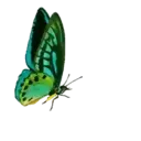 ස්ටිකර්