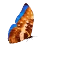 ස්ටිකර්