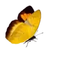 ස්ටිකර්