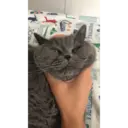 Figurinha