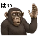 Stiker
