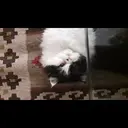 ملصق