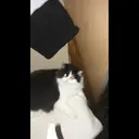 ملصق