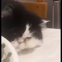 ملصق