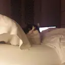 ملصق