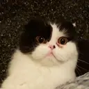 ملصق