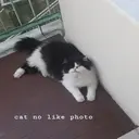 ملصق