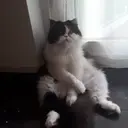 ملصق