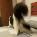 ملصق