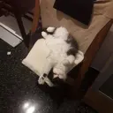 ملصق