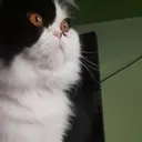 ملصق