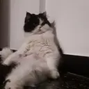 ملصق
