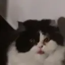 ملصق