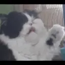 ملصق