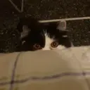 ملصق