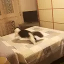 ملصق