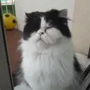 ملصق