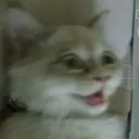 贴纸