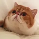 贴纸
