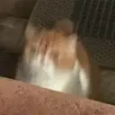 贴纸