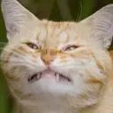 贴纸