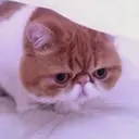 贴纸