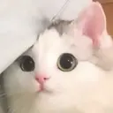 贴纸
