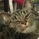 贴纸