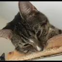 贴纸