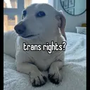 贴纸