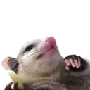 Límmiði