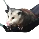 Límmiði
