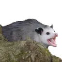 Límmiði