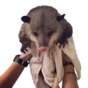Límmiði