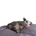 Límmiði