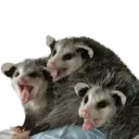 Límmiði