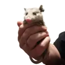 Límmiði